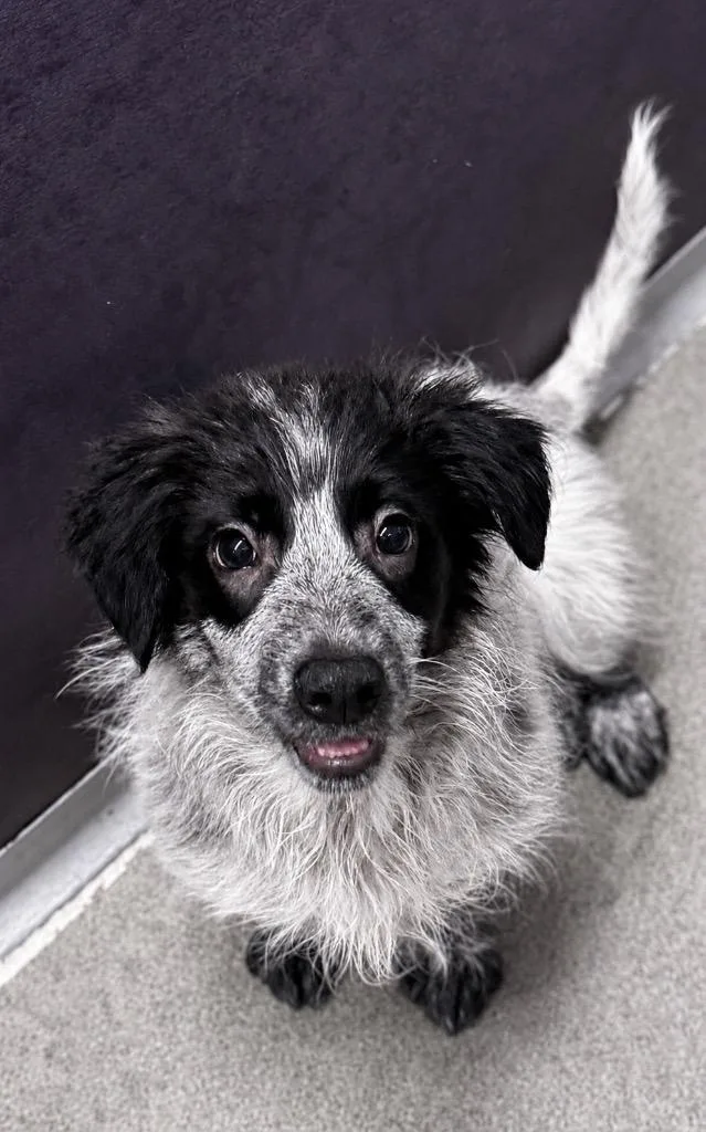 A baby medium-sized male Collie dog named Cruzado for adoption in Fort Lupton, CO