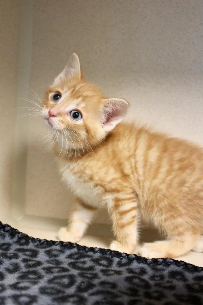 A baby medium-sized male Domestic Short Hair cat named Morgan Wallen for adoption in Morgantown, KY