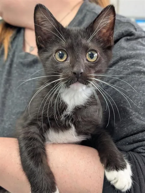 A baby medium-sized male Domestic Short Hair cat named Schmuffins for adoption in Canfield, OH