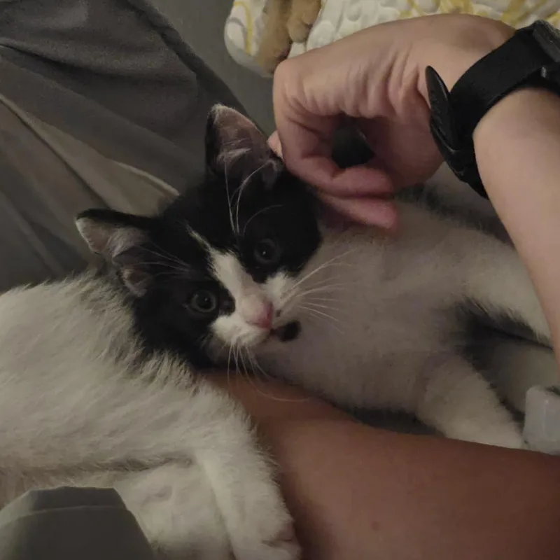 Harvey thumbnail 3