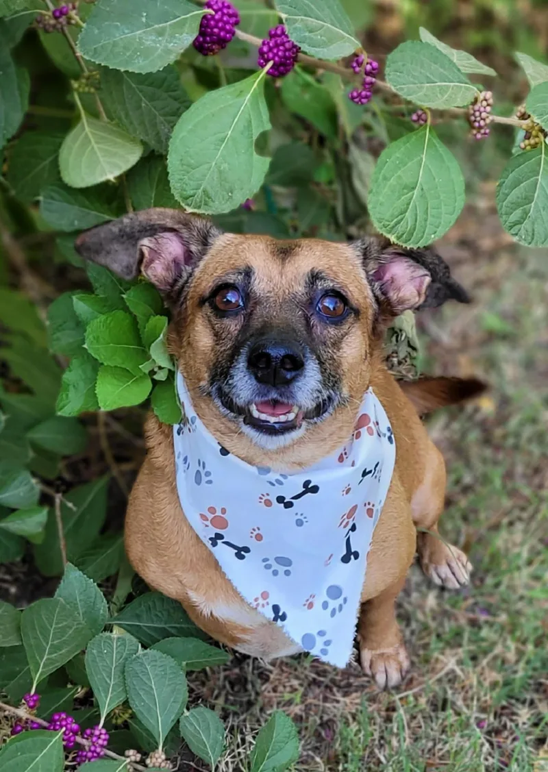 An adult small-sized female Dachshund dog named Allie for adoption in Vernon, TX