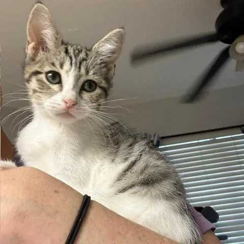 A baby small-sized female Domestic Short Hair cat named Wanda for adoption in San Antonio, TX
