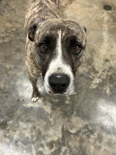 An adult large-sized male Catahoula Leopard Dog dog named Toby for adoption in Osage Beach, MO