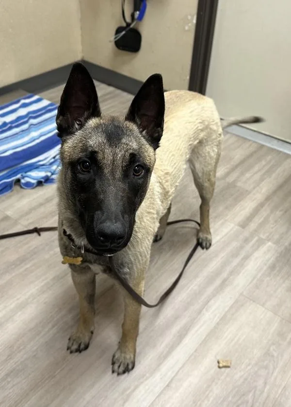 A young large-sized male Belgian Shepherd / Sheepdog dog named Tin Tin for adoption in Oceanside, CA