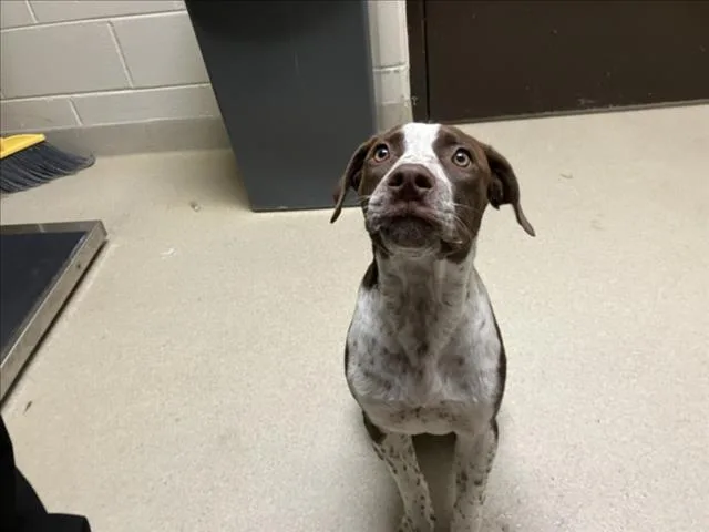 A baby small-sized male Pit Bull Terrier dog named Hoss for adoption in Chapel Hill, NC