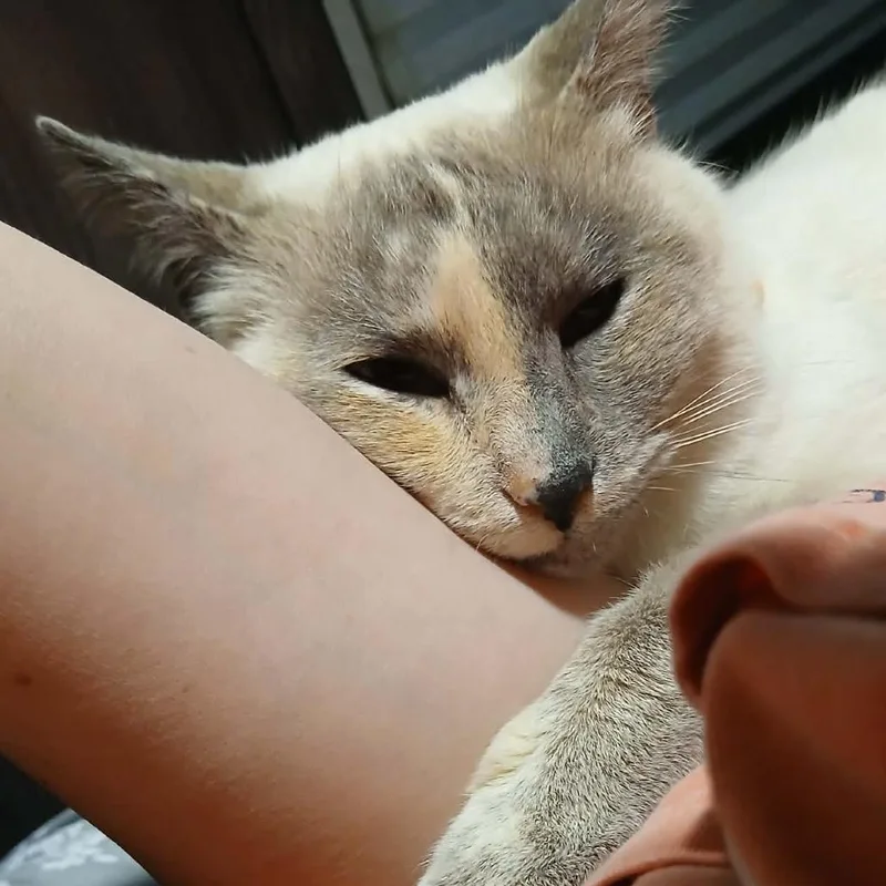 Dutchess