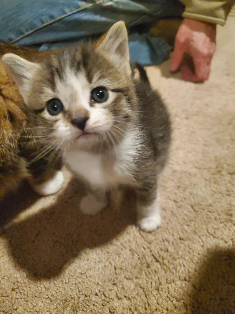 A baby small-sized female Domestic Short Hair cat named Figaro for adoption in Burlington, VT