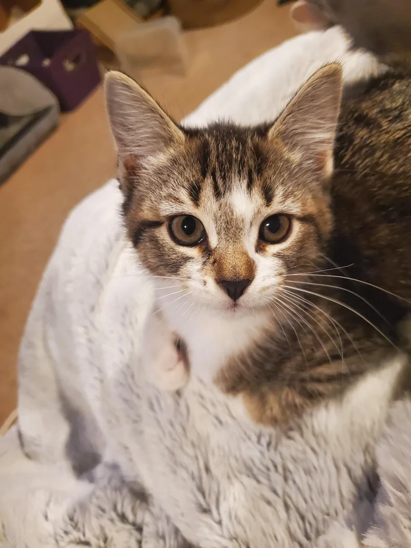 Figaro thumbnail 2