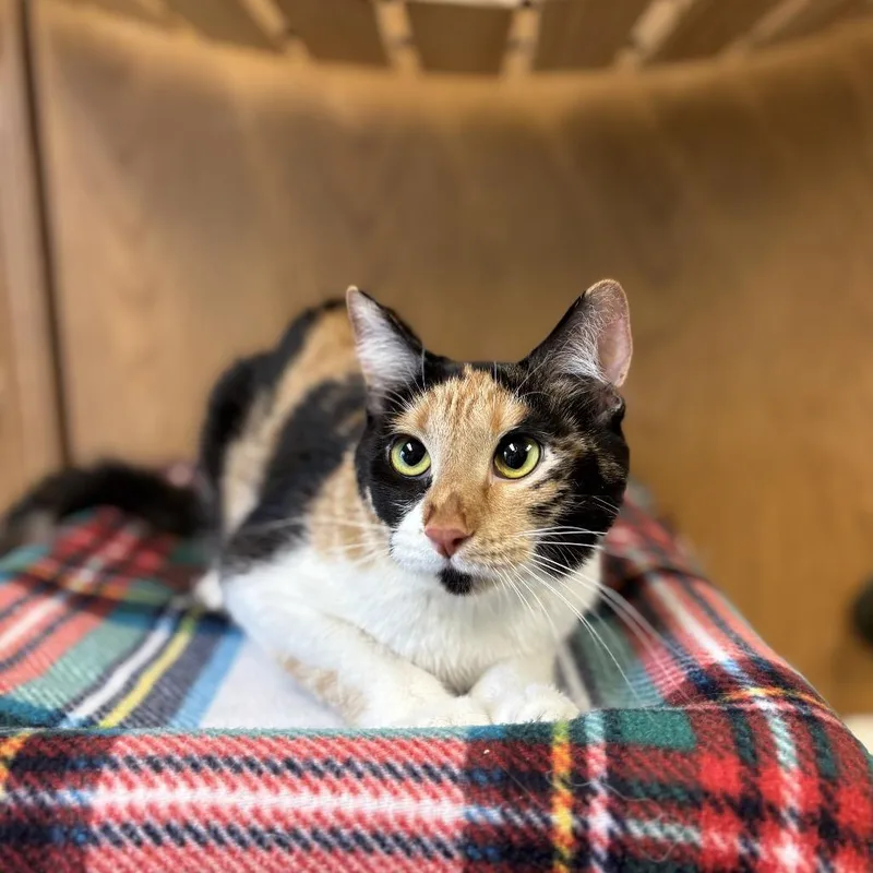 An adult medium-sized female Calico Domestic Short Hair cat named Cholula for adoption in Fargo, ND