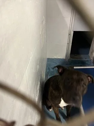 An adult large-sized female Mixed Breed dog named Booboo for adoption in Gainesville, FL