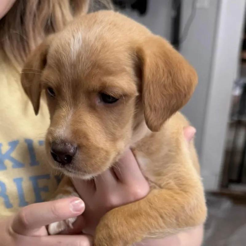 A baby small-sized female Yellow / Tan / Blond / Fawn Mixed Breed dog named Polly Pocket for adoption in Rockville, MD