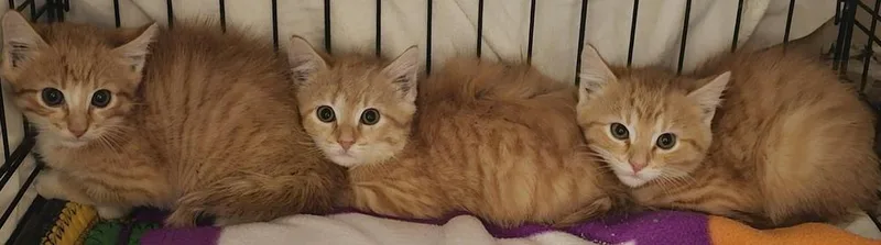 A baby small-sized male Orange & White Domestic Medium Hair cat named Cade for adoption in Fremont, NE