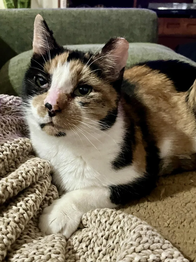 Petunia Market thumbnail 2