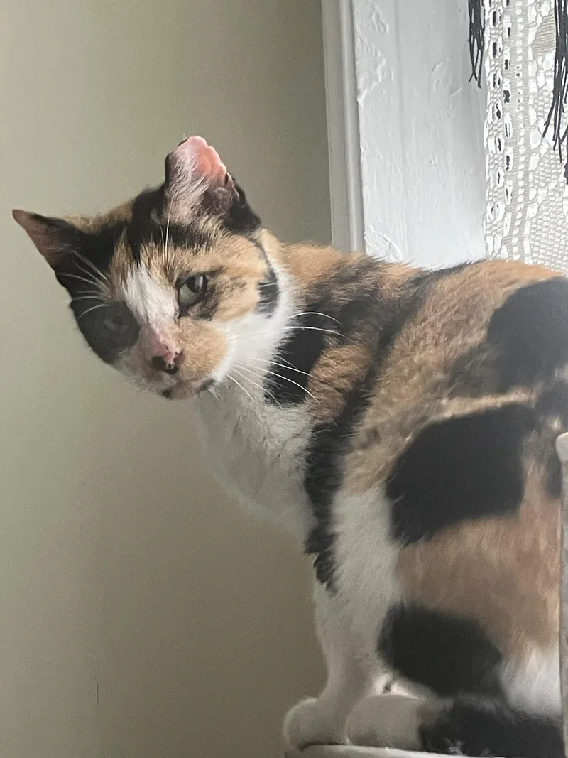 Petunia Market thumbnail 3