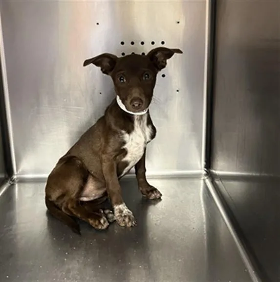 A baby small-sized female Chihuahua dog named Unknown for adoption in Rancho Cucamonga, CA