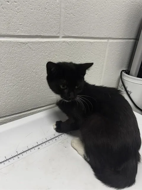 A young small-sized female Domestic Short Hair cat named Dora for adoption in Upper Marlboro, MD