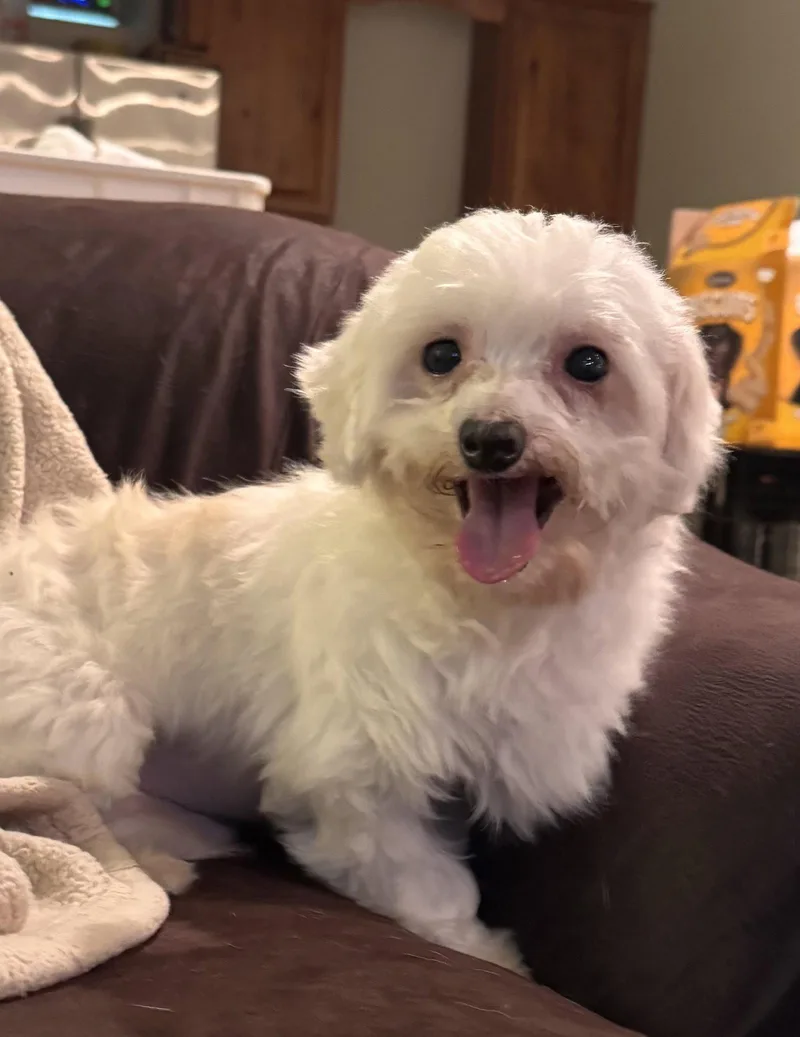 An adult small-sized male White / Cream Maltese dog named Heff for adoption in Pottstown, PA
