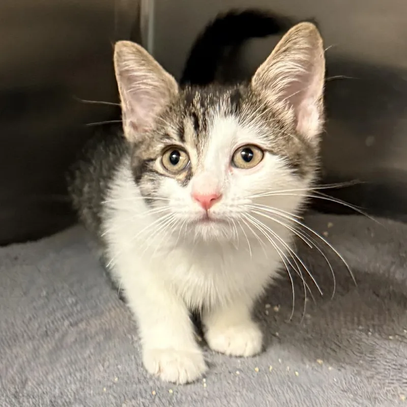 A baby small-sized female White Domestic Short Hair cat named Yenira for adoption in Palm Springs, CA