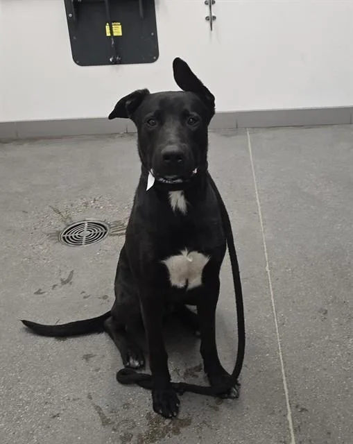 A young large-sized male German Shepherd Dog dog named Baloo for adoption in Mesa, AZ