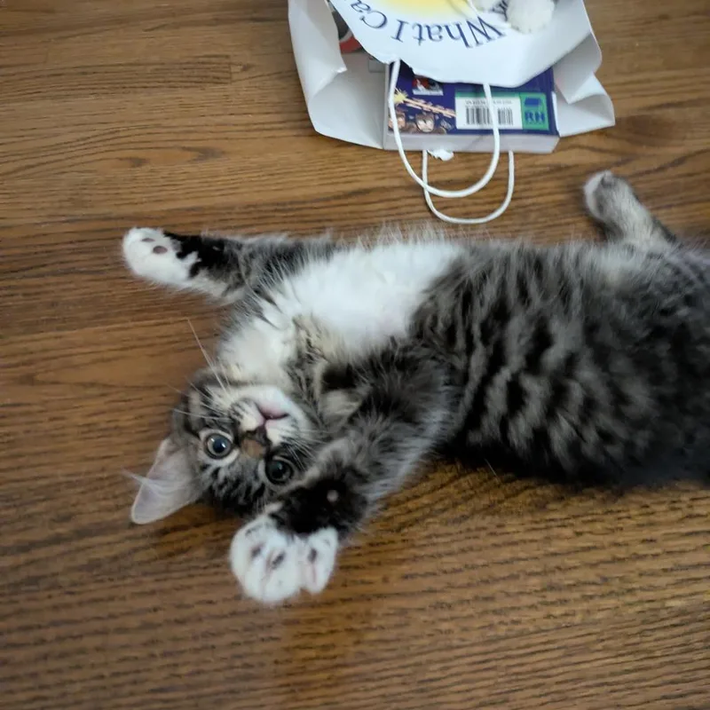 Eddy thumbnail 3