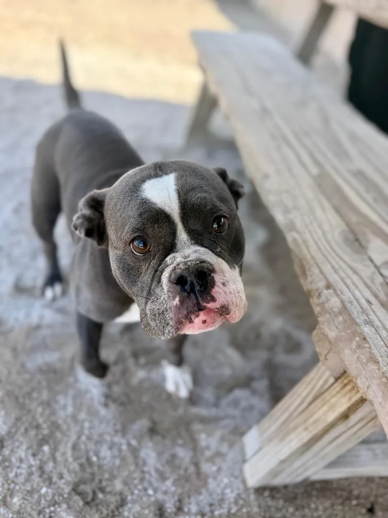 An adult medium-sized female American Bulldog dog named Bella for adoption in Muskegon, MI