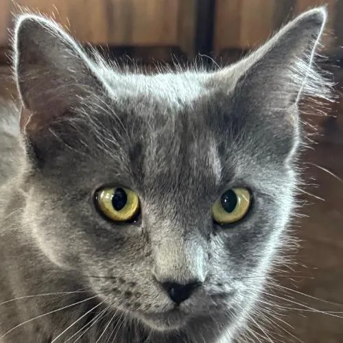 A young medium-sized female Gray / Blue / Silver Domestic Medium Hair cat named Eloise for adoption in Kennebunk, ME