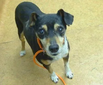 An adult small-sized male Rat Terrier dog named Reyland Grace for adoption in Sacramento, CA