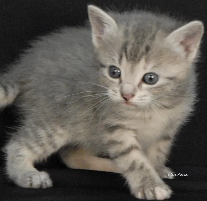 A baby medium-sized female Tabby (Gray / Blue / Silver) Domestic Short Hair cat named Glow for adoption in Newland, NC