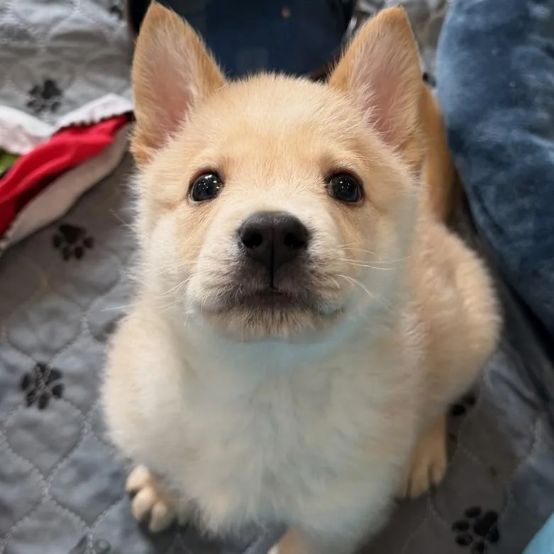 A baby small-sized male German Shepherd Dog dog named Narwhal for adoption in Los Angeles, CA