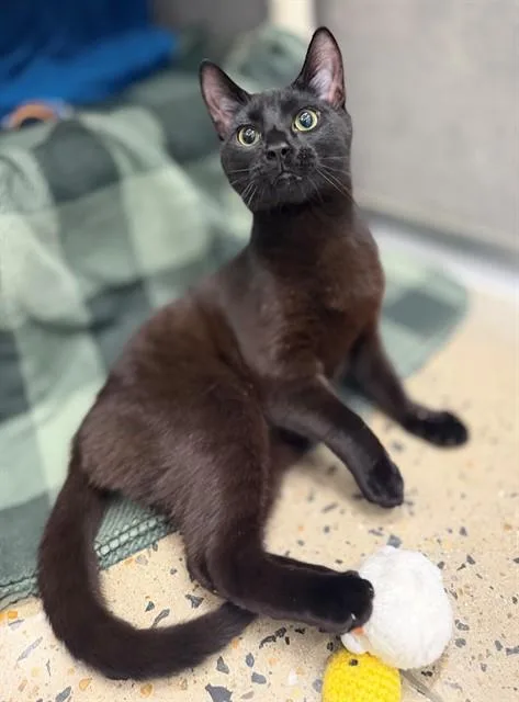 A young medium-sized male Domestic Short Hair cat named Onnie for adoption in Leesburg, VA