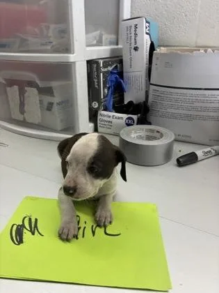 A baby small-sized female Pit Bull Terrier dog named Rylee for adoption in Gainesville, FL