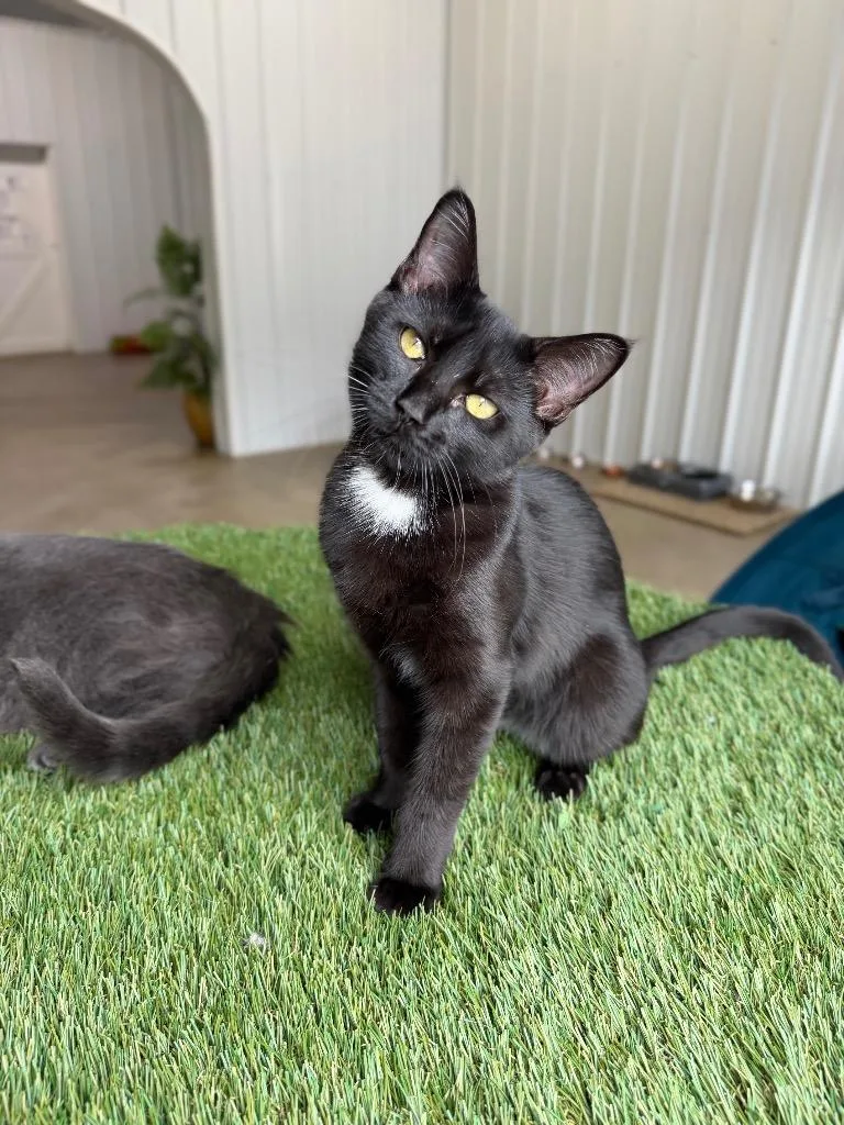 A baby medium-sized female Domestic Short Hair cat named Violet SPONSORED for adoption in Pierceton, IN