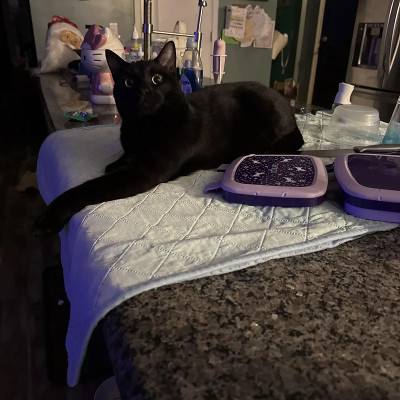 A young large-sized male Domestic Short Hair cat named Binx for adoption in Mount Croghan, SC