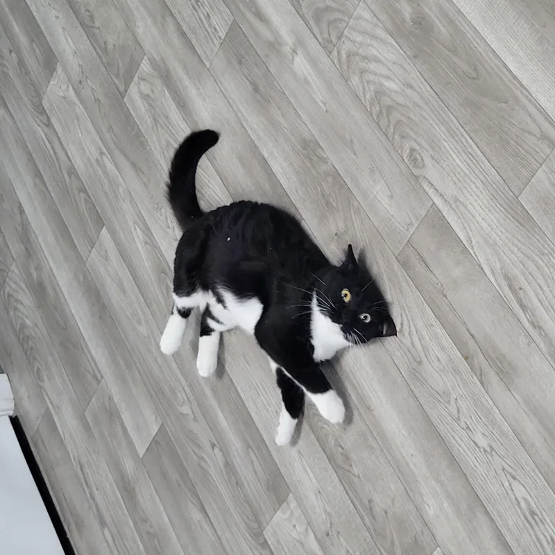 A young medium-sized female Black & White / Tuxedo Domestic Short Hair cat named Wednesday for adoption in Morganton, NC