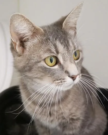 A young medium-sized female Domestic Short Hair cat named Mulan for adoption in Fishers, IN
