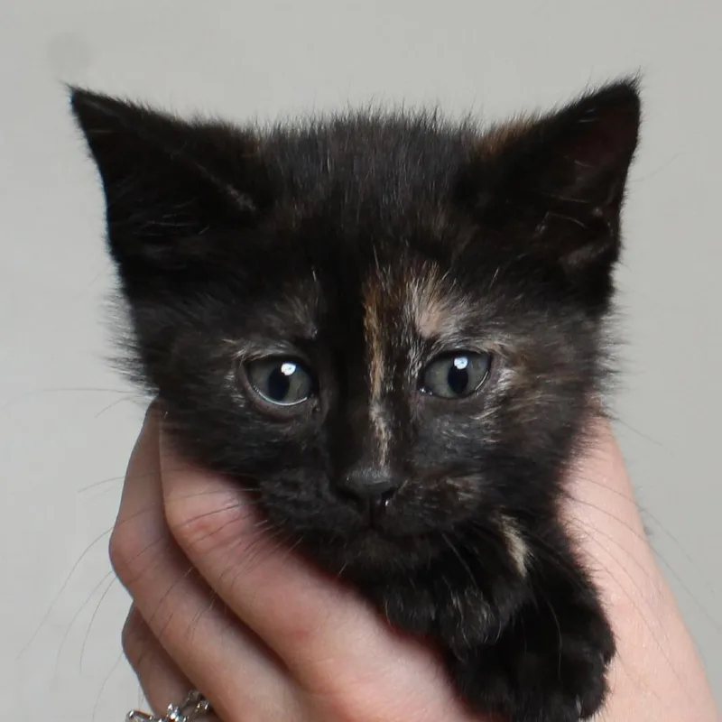 A baby small-sized female Tortoiseshell Domestic Short Hair cat named Vibraslap C for adoption in Minnetonka, MN