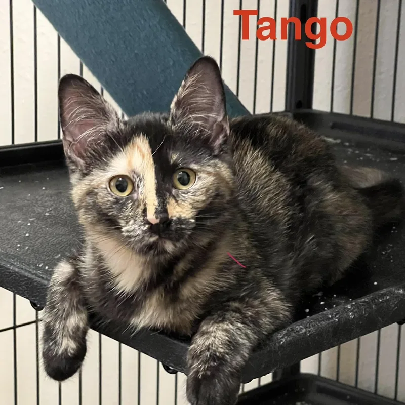 Tango thumbnail 5