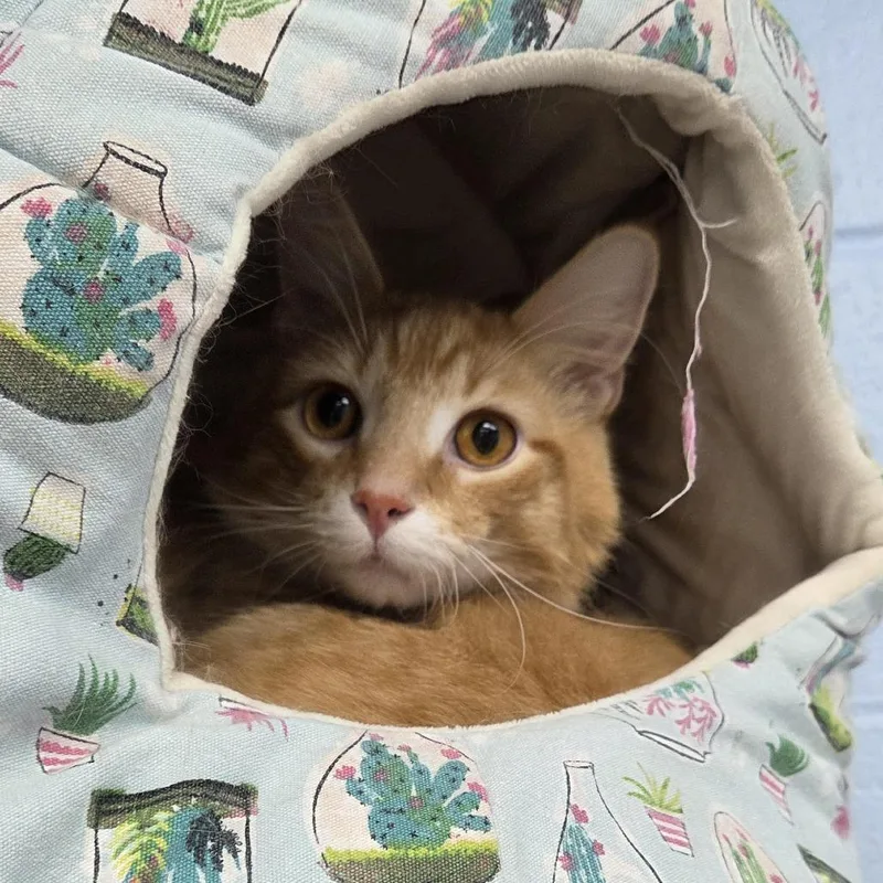 A young medium-sized male Orange / Red Domestic Medium Hair cat named Mango for adoption in Camden, DE