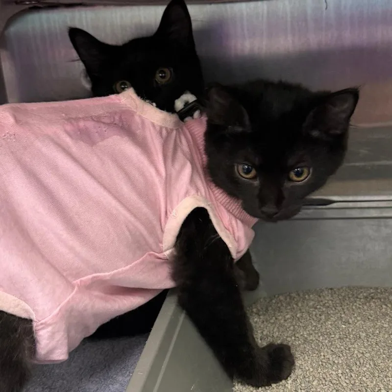 A baby small-sized female Black Domestic Medium Hair cat named Sandy Cheeks for adoption in Hamburg, NY