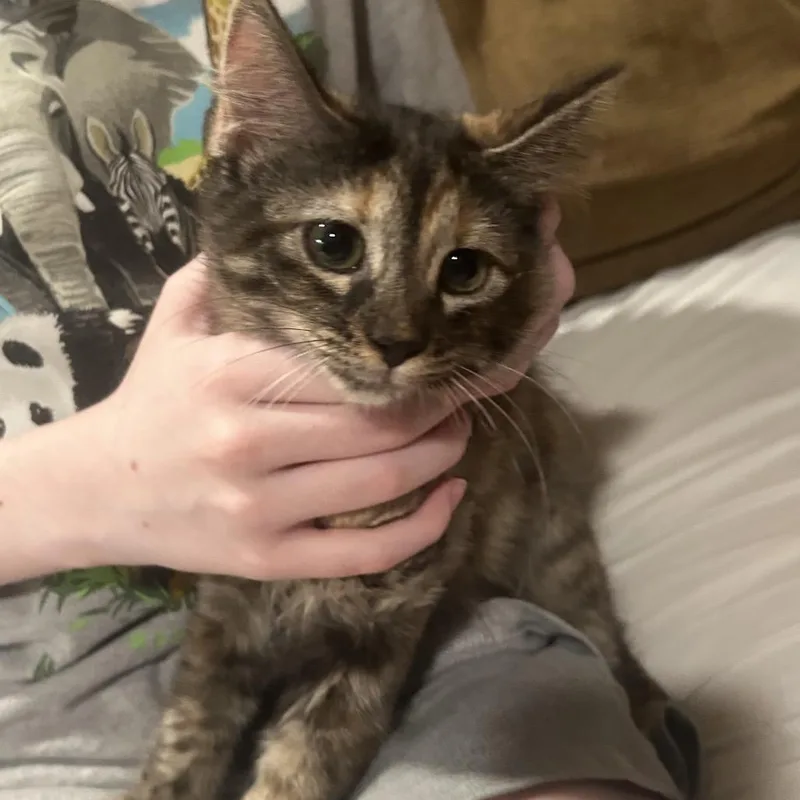 Leia