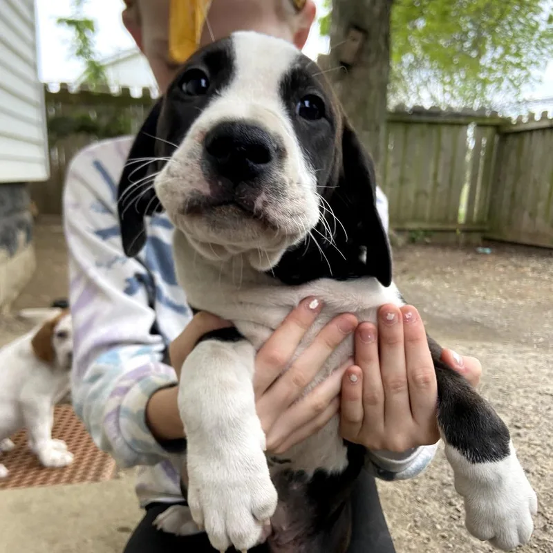 A baby small-sized male Black Plott Hound dog named Rayo for adoption in Southington, OH