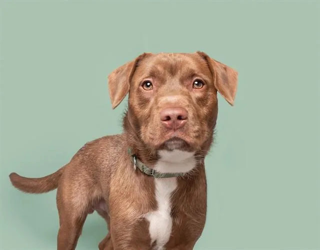 Tyson