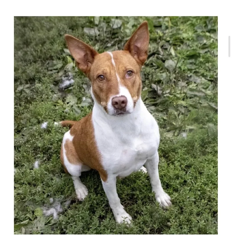 A young large-sized female Australian Cattle Dog / Blue Heeler dog named Mustang for adoption in Chillicothe, MO