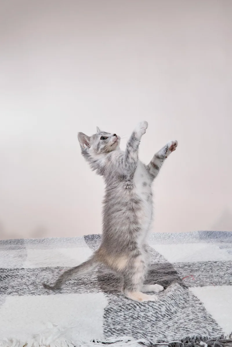 A baby medium-sized female Tabby (Gray / Blue / Silver) Domestic Short Hair cat named Jasmine for adoption in Waxhaw, NC