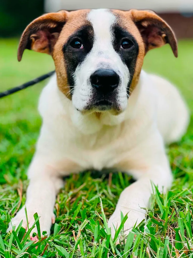 A baby large-sized female Mixed Breed dog named Emmy for adoption in Covington, GA