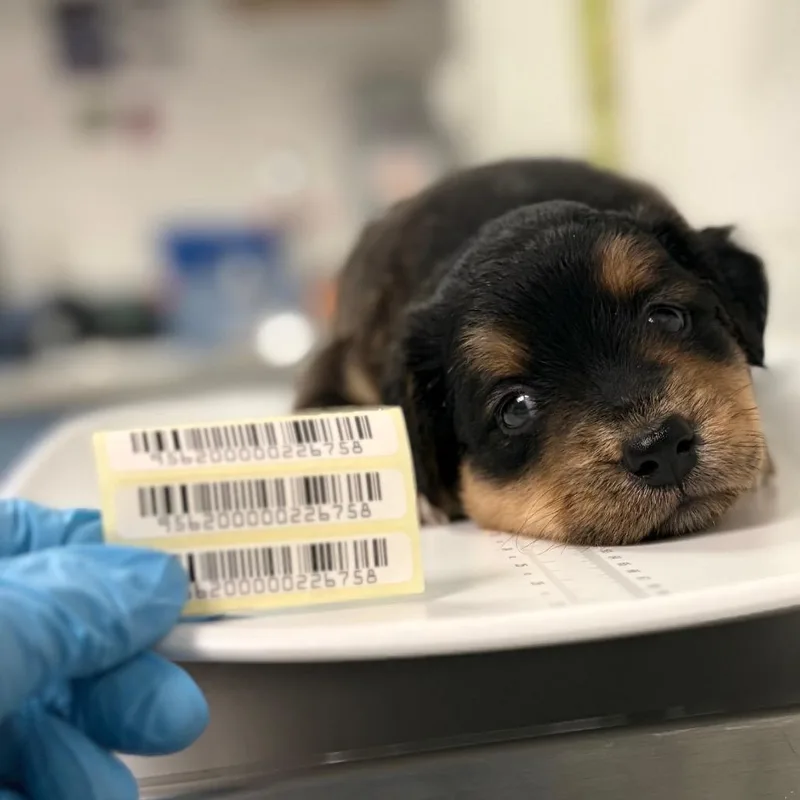A baby small-sized female Black Mixed Breed dog named Crixus for adoption in Charleston, WV