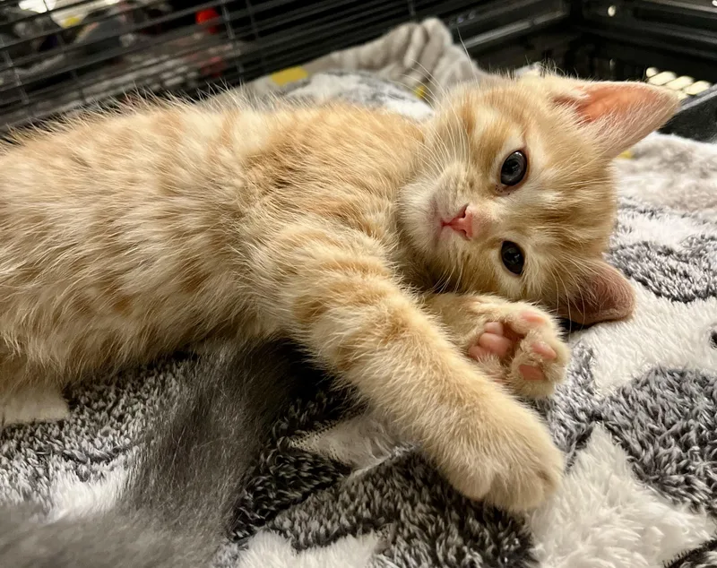 A baby medium-sized male Tabby (Orange / Red) Domestic Short Hair cat named Fork for adoption in Seville, OH