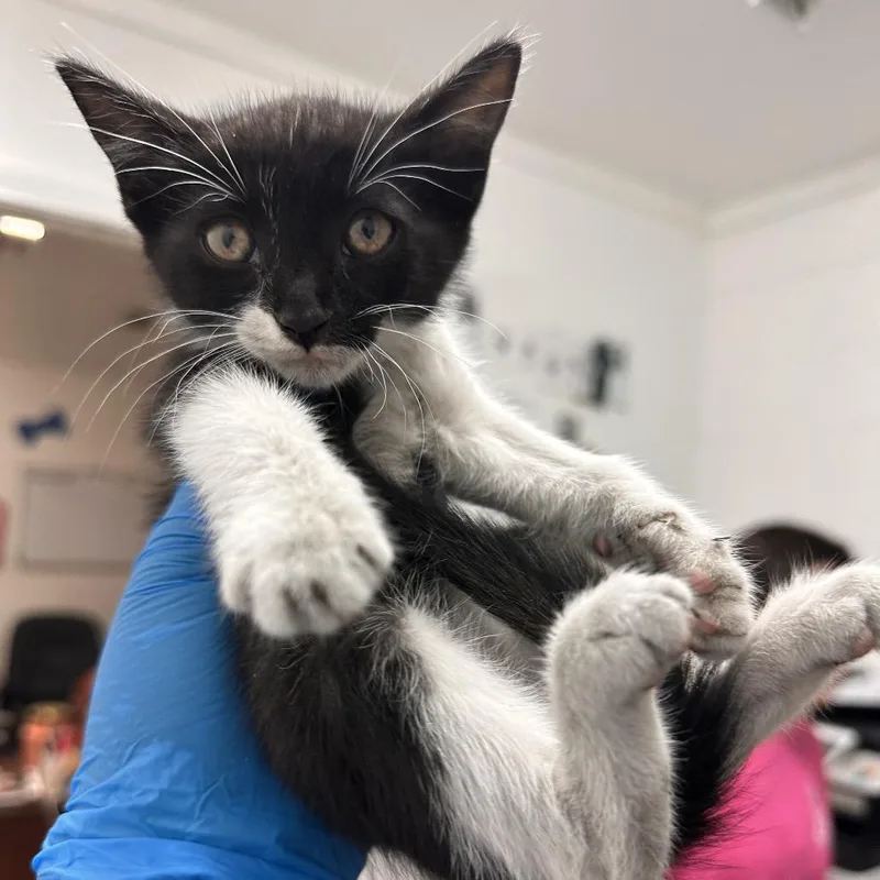 A baby small-sized female Black Domestic Short Hair cat named Cubs for adoption in Edinburg, TX
