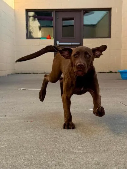A baby medium-sized female Mixed Breed dog named Sagittarius for adoption in West Chester, PA