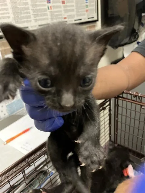 A baby small-sized male Domestic Short Hair cat named Chicago for adoption in Long Beach, CA